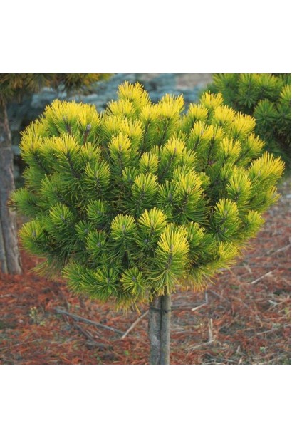 Сосна гірська Офір на штамбі